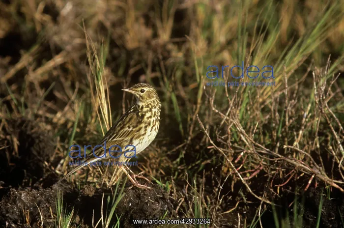 : Correndera Pipit - perched on groundS : Correndera Pipit - perched on groundS