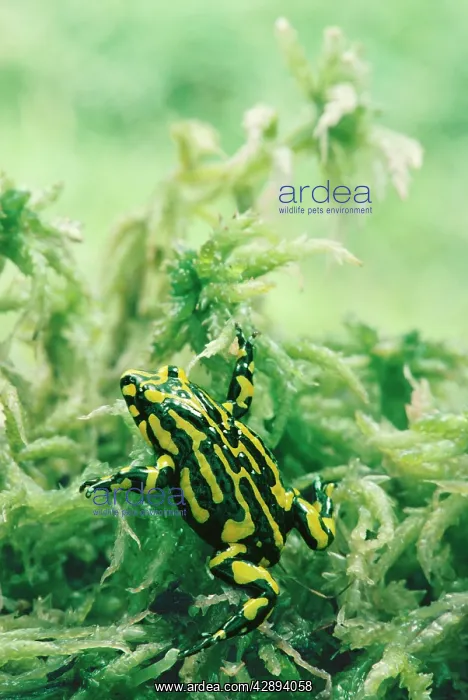 : Corroboree FROG : Corroboree FROG