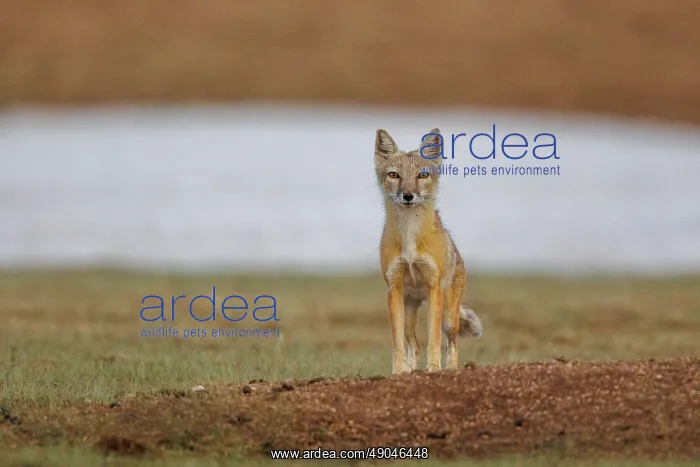 : Corsac fox : Corsac fox