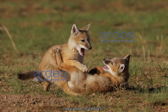 : Corsac fox : Corsac fox