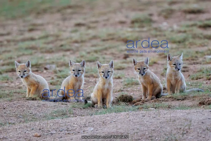 : Corsac fox : Corsac fox