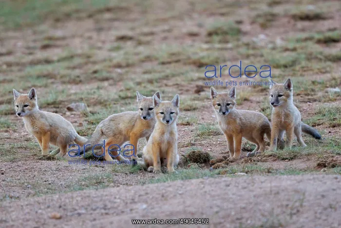 : Corsac fox : Corsac fox