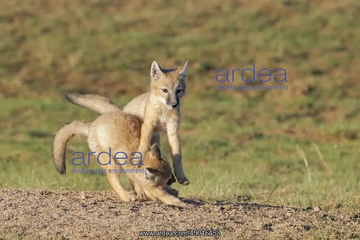 : Corsac fox : Corsac fox