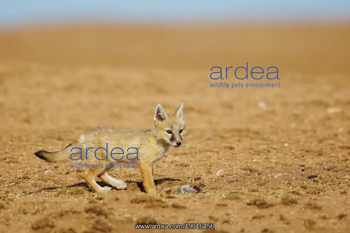 : Corsac fox : Corsac fox