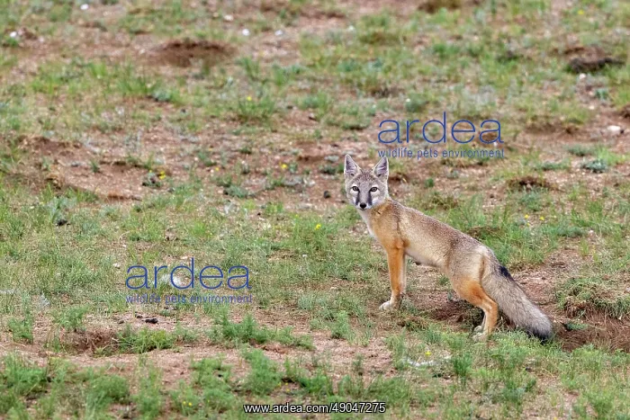 : Corsac fox : Corsac fox