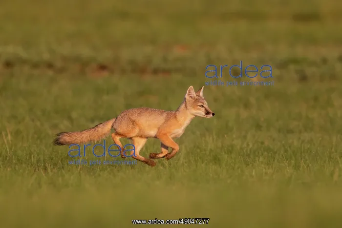 : Corsac fox : Corsac fox