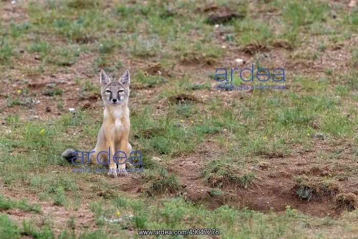 : Corsac fox : Corsac fox
