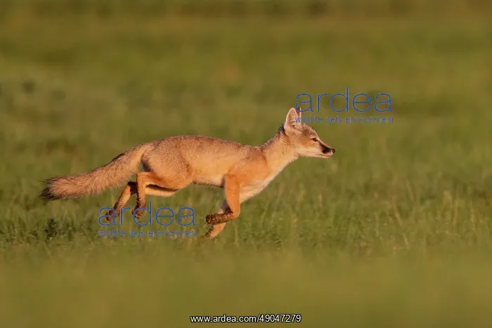  : Corsac fox