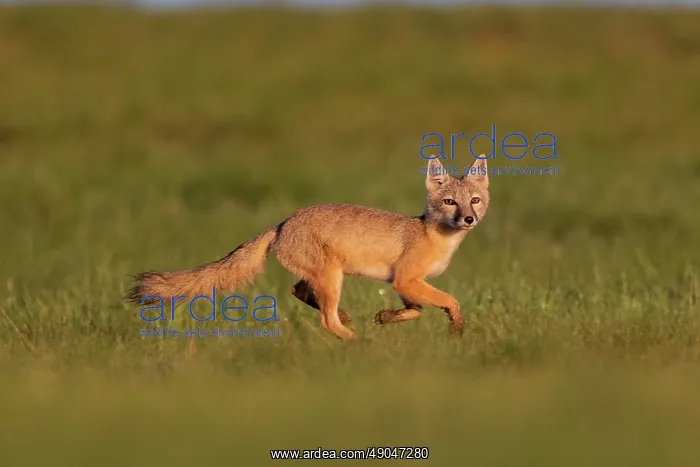 : Corsac fox : Corsac fox