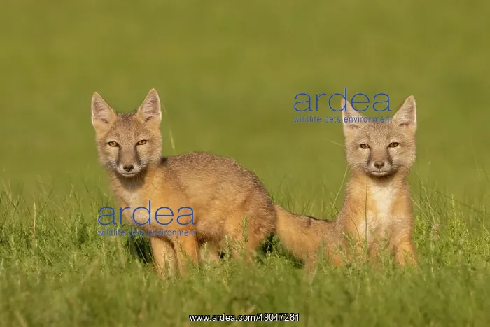 : Corsac fox : Corsac fox