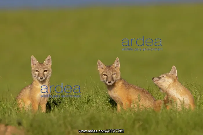 : Corsac fox : Corsac fox