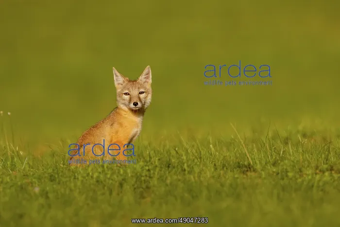 : Corsac fox : Corsac fox