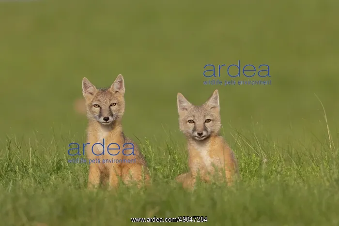 : Corsac fox : Corsac fox