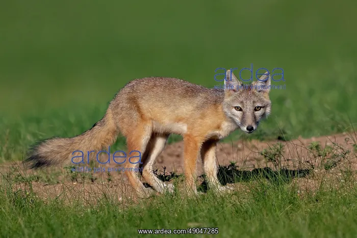 : Corsac fox : Corsac fox