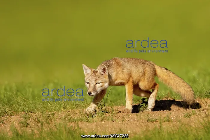 : Corsac fox : Corsac fox