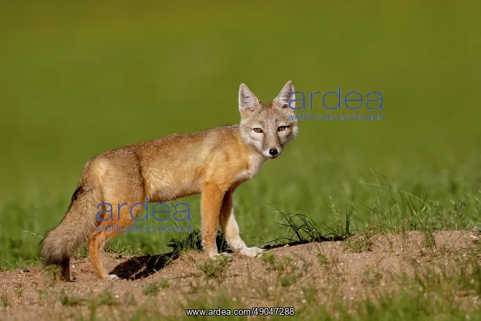 : Corsac fox : Corsac fox