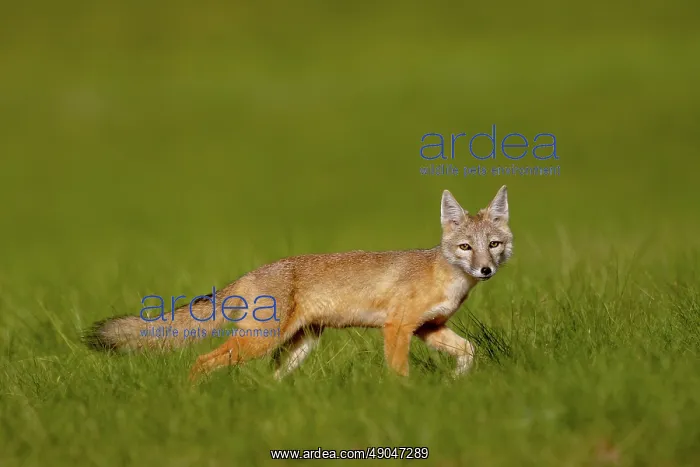 : Corsac fox : Corsac fox