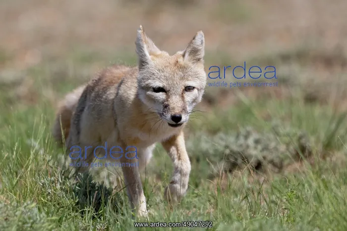 : Corsac fox : Corsac fox