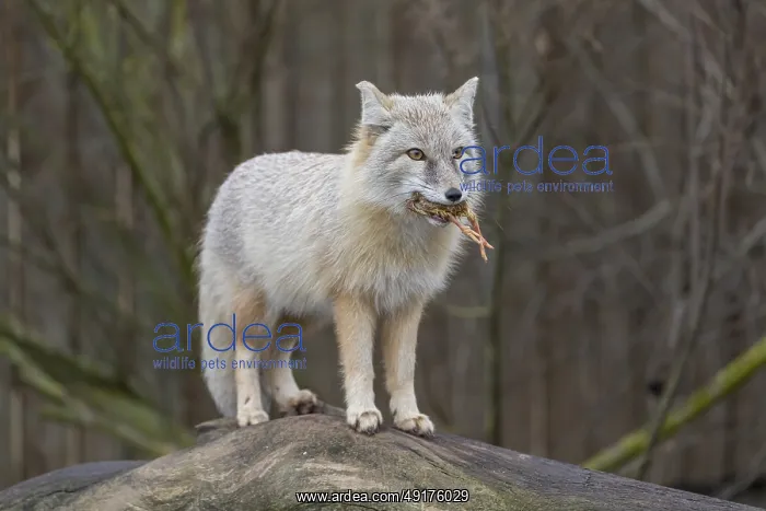 : One corsac fox (Vulpes corsac) standing on a log with a chicken in his mouth : One corsac fox (Vulpes corsac) standing on a log with a chicken in his mouth