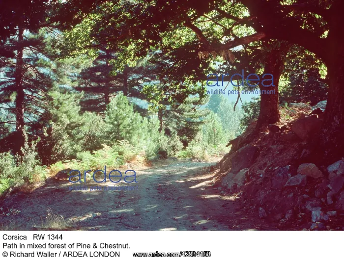  : CORSICA - path in mixed forest of Pine & Chestnut