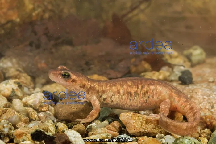 : Corsican Brook Newt - female in the water : Corsican Brook Newt - female in the water