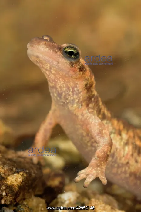 : Corsican Brook Newt - female in the water : Corsican Brook Newt - female in the water