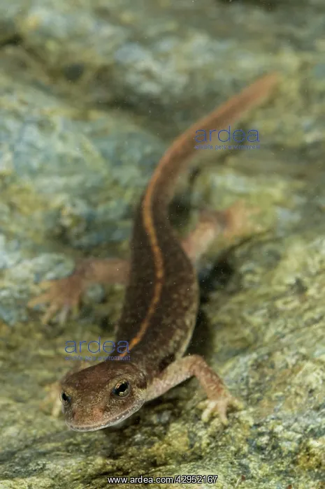 : Corsican Brook Newt - male in the water : Corsican Brook Newt - male in the water