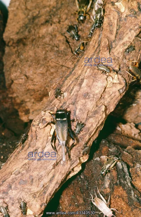 : Corsican Cricket : Corsican Cricket
