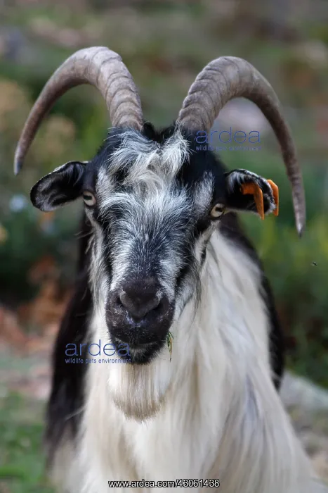 : Corsican goat chewing the grass Corsica France : Corsican goat chewing the grass Corsica France