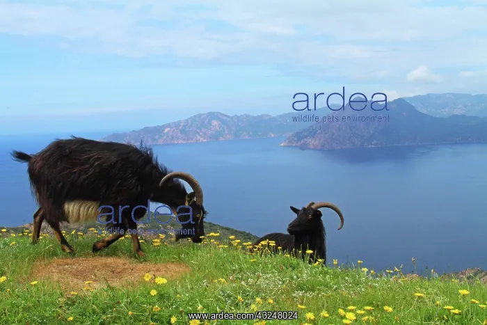 : Corsican goats over the Calanques de Piana : Corsican goats over the Calanques de Piana