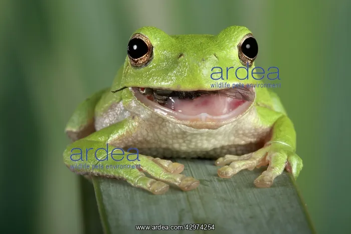 : Corsican Green Tree Frog - eating a fly : Corsican Green Tree Frog - eating a fly