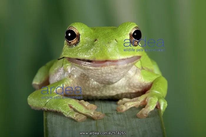 : Corsican Green Tree Frog - eating a fly : Corsican Green Tree Frog - eating a fly