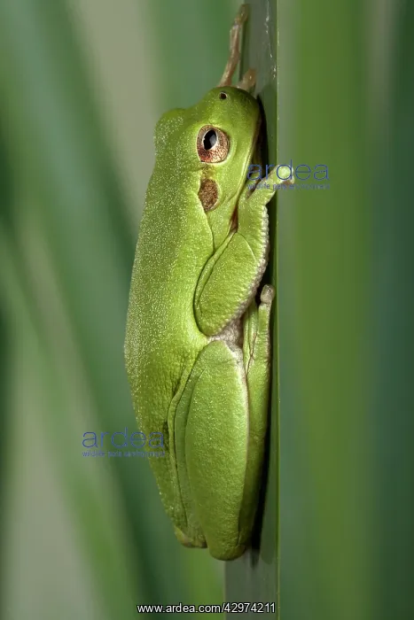 : Corsican Green Tree Frog - On a leaf : Corsican Green Tree Frog - On a leaf