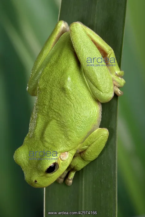 : Corsican Green tree frog - on leaves : Corsican Green tree frog - on leaves