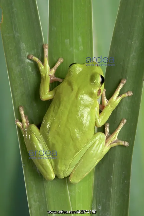 : Corsican Green Tree Frog - on leaves : Corsican Green Tree Frog - on leaves