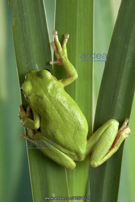 : Corsican Green Tree Frog - on leaves : Corsican Green Tree Frog - on leaves