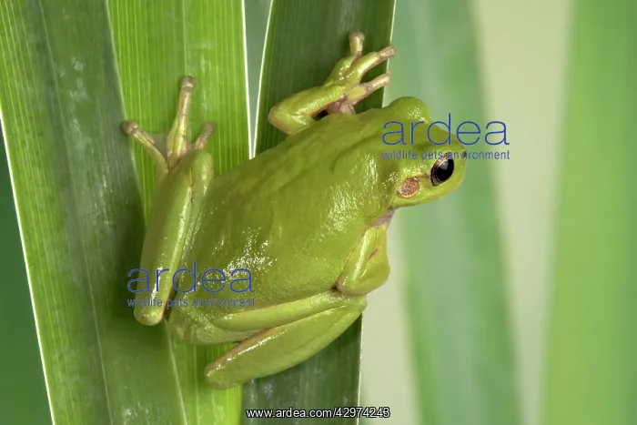 : Corsican Green tree frog - on leaves : Corsican Green tree frog - on leaves