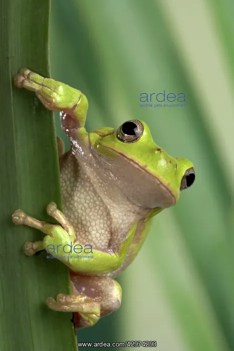 : Corsican Green Tree Frog - on leaves : Corsican Green Tree Frog - on leaves
