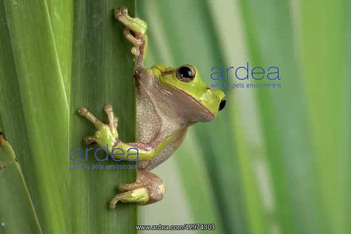 : Corsican Green Tree Frog - on leaves : Corsican Green Tree Frog - on leaves