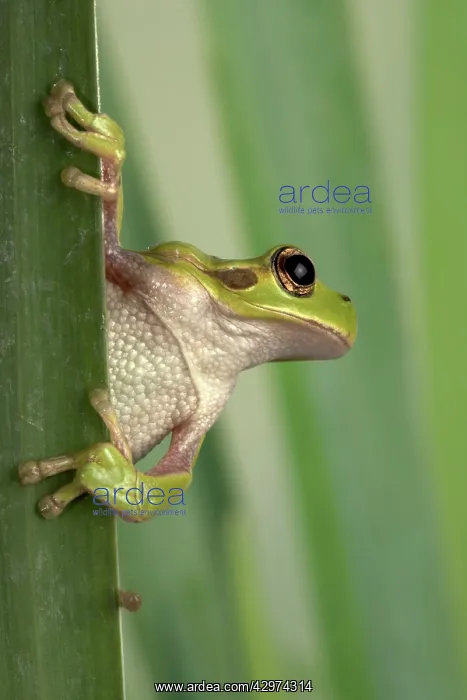 : Corsican Green tree frog - on leaves : Corsican Green tree frog - on leaves