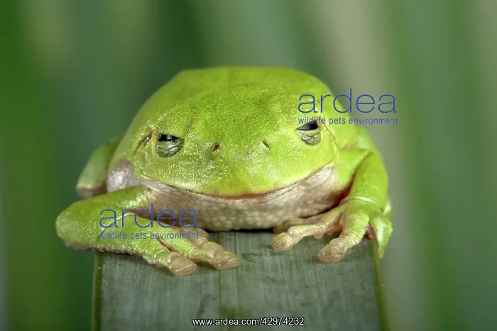 : Corsican Green Tree Frog - Swallowing a fly : Corsican Green Tree Frog - Swallowing a fly