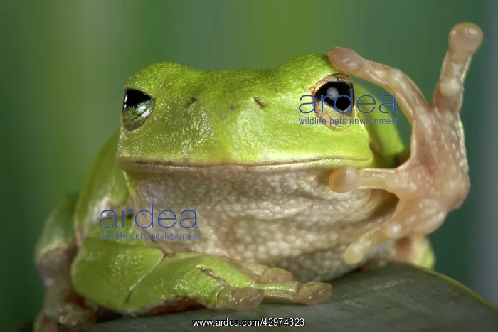 : Corsican Green Tree Frog - View from the front : Corsican Green Tree Frog - View from the front