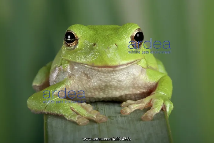 : Corsican Green Tree Frog - View from the front : Corsican Green Tree Frog - View from the front