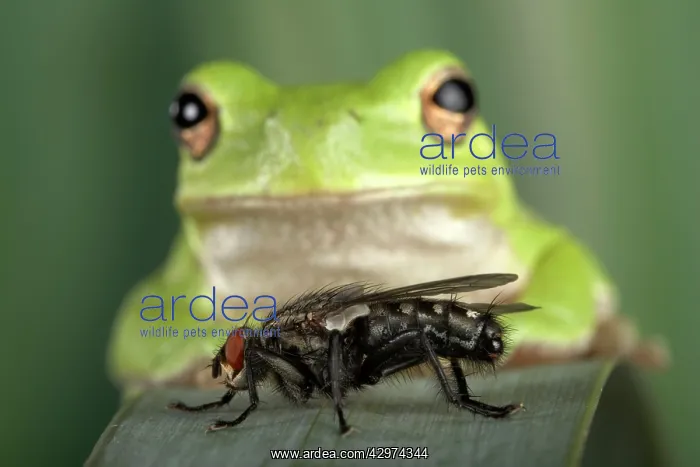 : Corsican Green Tree Frog - View from the front : Corsican Green Tree Frog - View from the front