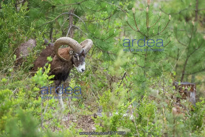 : Corsican mouflon (Ovis orientalis musimon). Mont : Corsican mouflon (Ovis orientalis musimon). Mont