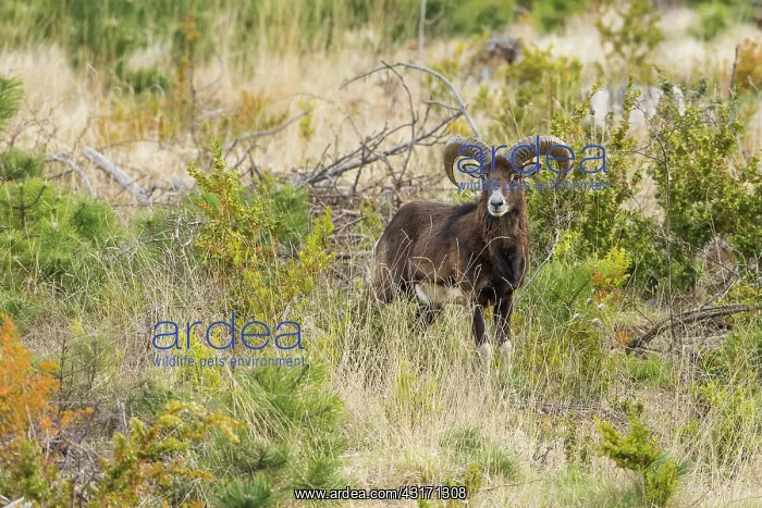 : Corsican mouflon (Ovis orientalis musimon). Mont : Corsican mouflon (Ovis orientalis musimon). Mont