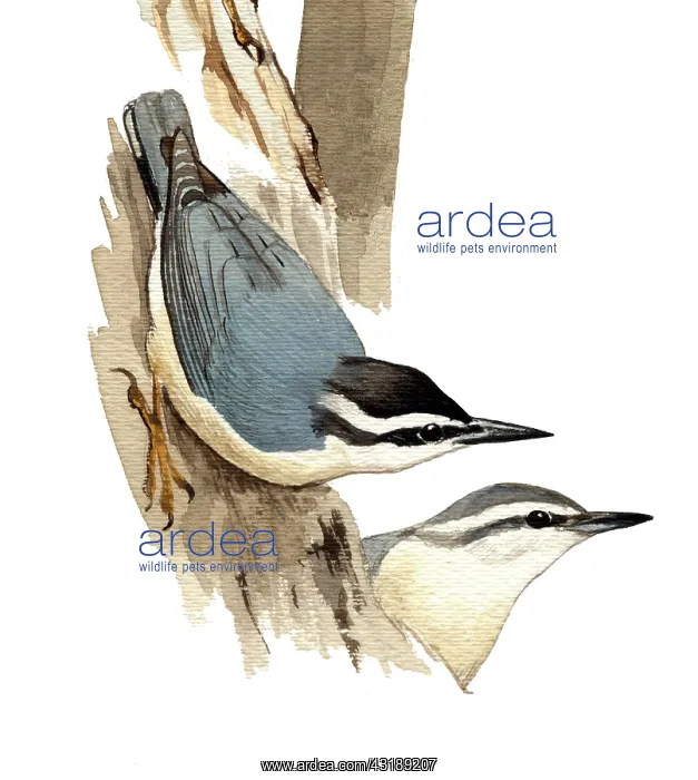 : Corsican Nuthatch : Corsican Nuthatch