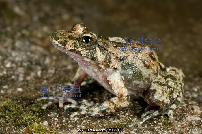 : Corsican Painted Frog - male : Corsican Painted Frog - male