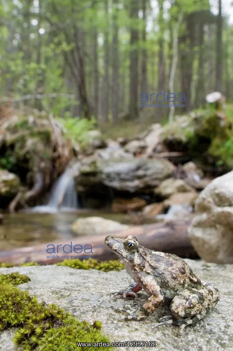 : Corsican Painted Frog - male : Corsican Painted Frog - male