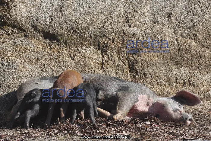 : Corsican pig lying nursing his young Corsica France : Corsican pig lying nursing his young Corsica France